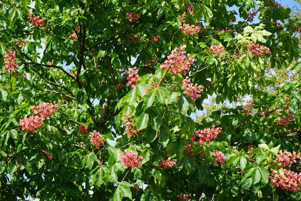 Aesculus x carnea "Briotii" s červenými květy v květnu. Aesculus x carnea neboli červený koňský kaštan je středně velký strom, umělý hybrid mezi A. pavia a A. hippocastanum. Berlín, Německo - Fotografie, Obrázek
