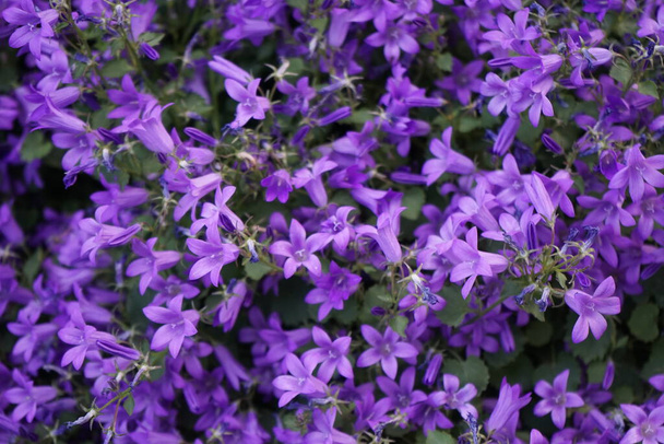Campanula portenschlagiana in the garden. Campanula portenschlagiana, the wall bellflower, is a species of flowering plant in the family Campanulaceae. Berlin, Germany  - Photo, Image