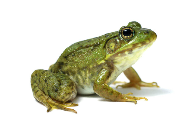 grüner Frosch auf weißem Hintergrund - Foto, Bild