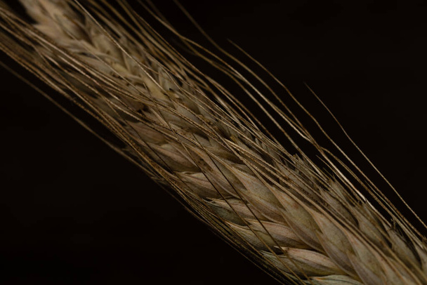 Wheat ears detail. Cereals for backery, flour production - Foto, afbeelding