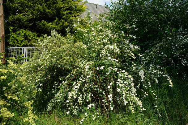 Spiraea blüht im späten Frühling mit weißen Blüten. Spiraea, Spirea, Mädesüß oder Kirchturmsträucher, ist eine blühende Pflanze aus der Familie der Rosengewächse, Rosaceae. Berlin, Deutschland  - Foto, Bild