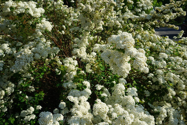Spiraea blooms with white flowers in late spring. Spiraea, spirea, meadowsweets or steeplebushes, is a species of flowering plant in the rose family, Rosaceae. Berlin, Germany  - 写真・画像