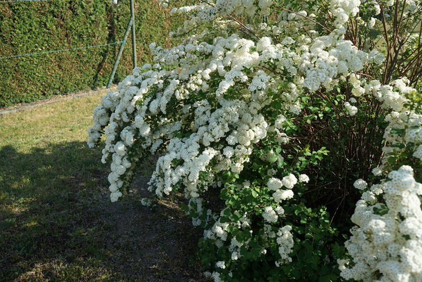 Spiraea blooms with white flowers in late spring. Spiraea, spirea, meadowsweets or steeplebushes, is a species of flowering plant in the rose family, Rosaceae. Berlin, Germany  - Foto, afbeelding