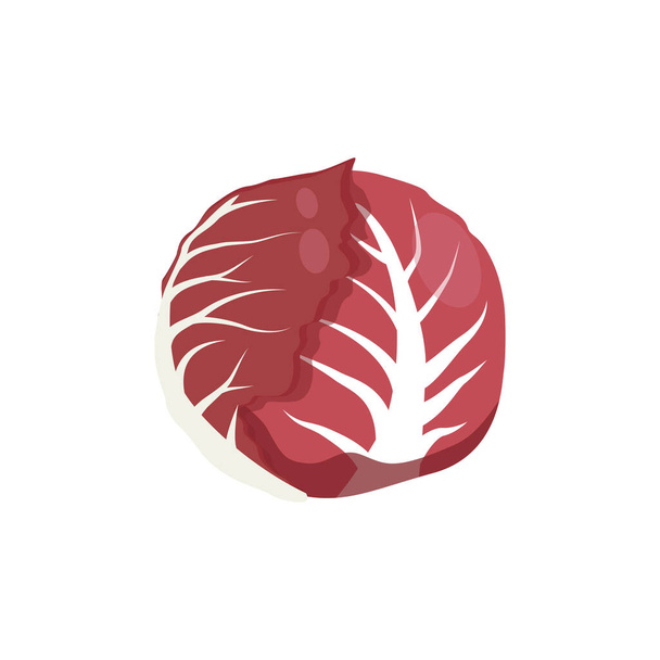 Radiccio, Italian chicory. Red leaf salad. Icon of Italian radicchio chicory. Vector illustration isolated on white background. For template label, packing, web, menu, logo, textile, icon - Wektor, obraz