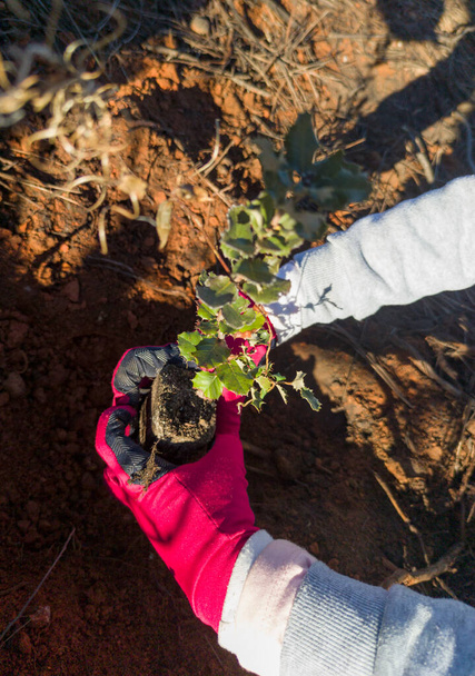 Child hands planting a holm oak rootball. Restocking of forests destroyed by wildfire - Foto, Imagem