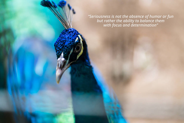 inspirational quote about - Seriousness is not the absence of humor or fun, but rather the ability to balance them with focus and determination. with a blue bird focusing on its eye - Foto, afbeelding