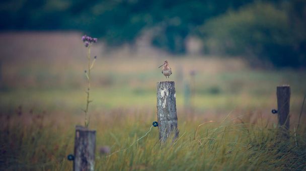 The Common Snipe Gallinago looking for food in the meadow and flies and sits on wooden poles, the best photo. - Photo, Image