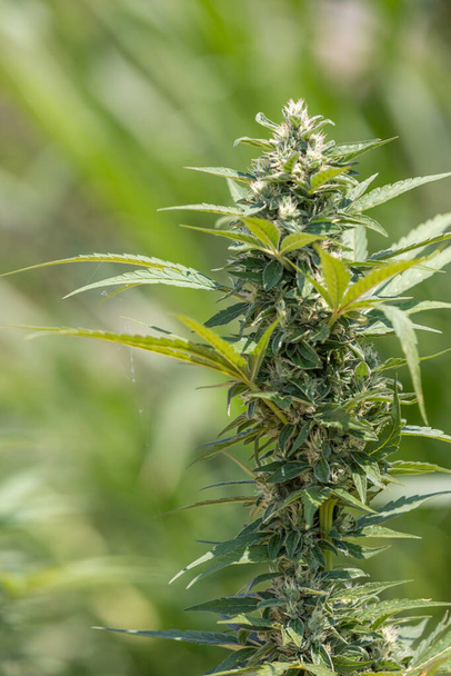Közelről cannabis mag hüvelyek,. Marihuána betakarítása  - Fotó, kép