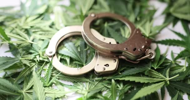 Handschellen liegen auf grünen Marihuana-Blättern in Großaufnahme. Legale Regelung für Cannabis - Filmmaterial, Video