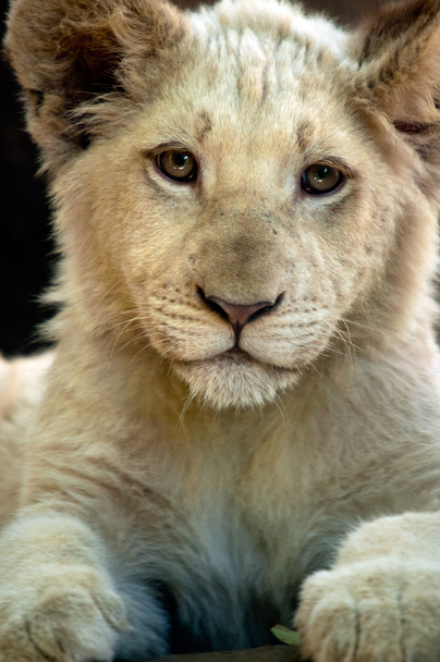 Valkoinen leijona pennut
 - Valokuva, kuva