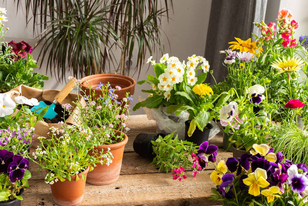 Jarní dekorace domácího balkónu nebo terasy s květinami, přesazování květin z dočasných květináčů do trvalých, zahrádkářství a koníčky, biofilní design - Fotografie, Obrázek