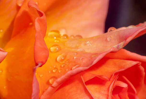 narancs rózsák a kertben esőcseppekkel közelről - Fotó, kép