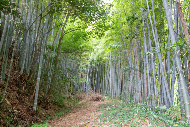 Path through bamboo forest in summer, Kanazawa, Japan. - Zdjęcie, obraz