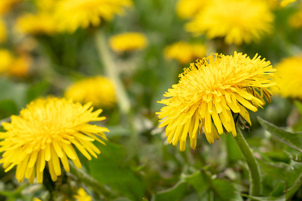 Dientes de león florecientes amarillos en un prado de primavera en un día soleado - Foto, Imagen