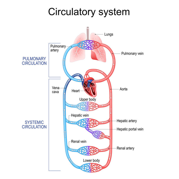 Circulatory system. Human bloodstream. Pulmonary Circulation in lungs, and Systemic Circulation in Renal artery, Hepatic portal vein, Aorta, Vena cava, Hepatic artery and Heart to other internal organs. Vector poster for education - Vektör, Görsel