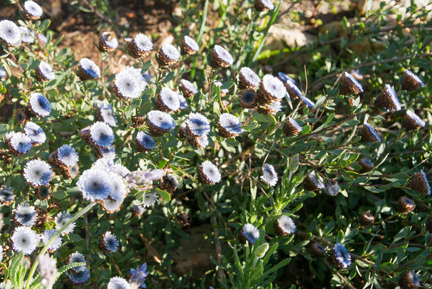 Globularia alypum en fleurs dans le sud de la France - Photo, image
