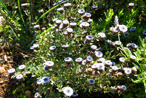 Globularia alypum en fleurs dans le sud de la France - Photo, image