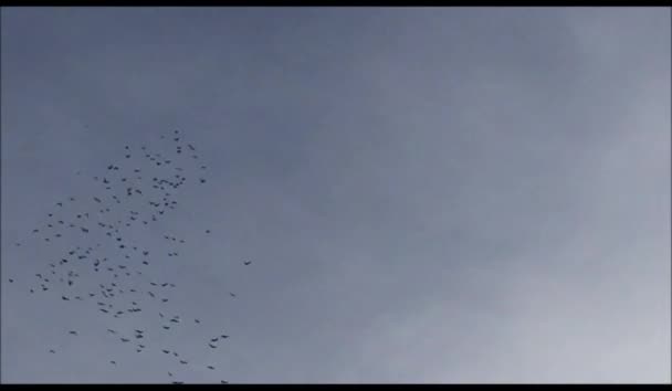 зграя висміюваних птахів, що висміюють в небі вихор в групі - стокове відео
  - Кадри, відео