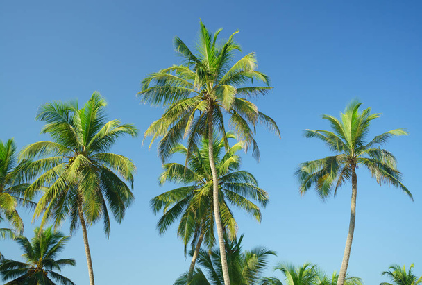Grüne Palmen mit Kokosnüssen auf Himmelshintergrund. - Foto, Bild