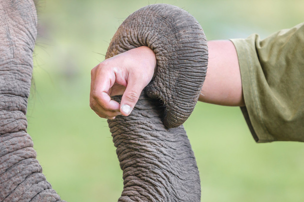 törzs-elefánt - Fotó, kép