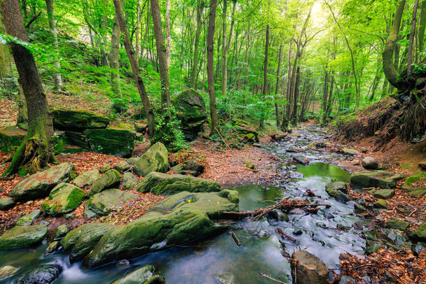 Φωτεινό δάσος πηγής με ρέον ρεύμα μεταξύ των βράχων - Φωτογραφία, εικόνα