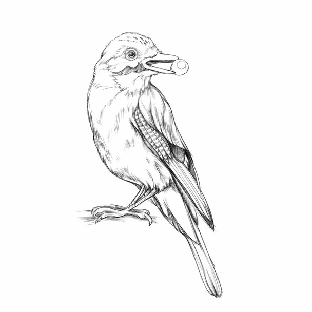 jay bird with an acorn - Φωτογραφία, εικόνα
