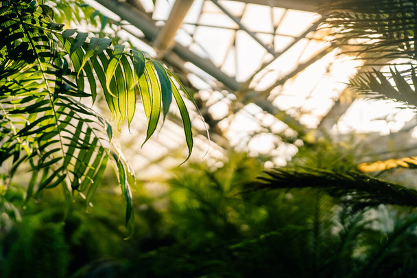 Rayos de sol a través de hojas de palma en invernadero tropical, foco suave bajo luz natural del sol con fondo borroso colorido en invernadero. Plantas verdes en jardín botánico interior. Selva urbana.  - Foto, imagen