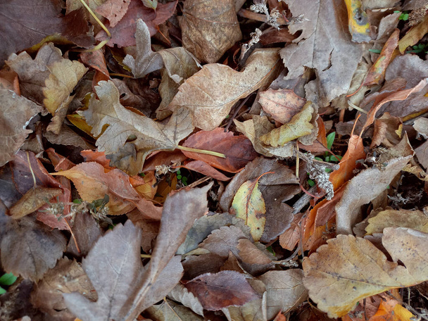 Fallen leaves lieing on ground. Old autumn leaves roting. Winter. Natural background. Environment. selective focus. Top view - Photo, Image