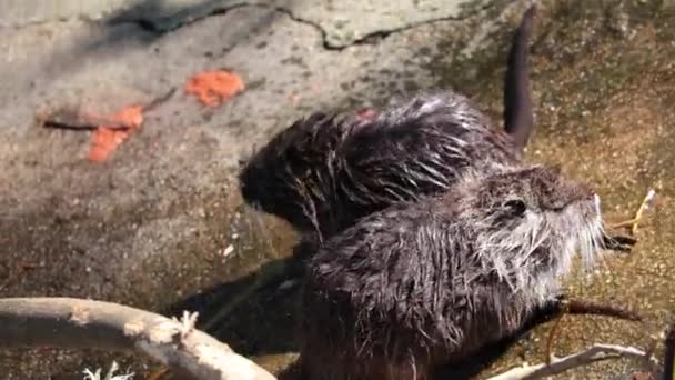 Wild nutria on the shore of the reservoir. An otter basks in the sun - Filmati, video