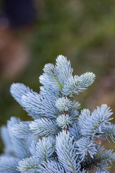 Blue spruce or Picea pungens in the garden design selective focus. - Foto, Imagen
