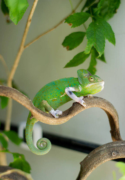 chameleon with blur background, predato - Foto, Imagen