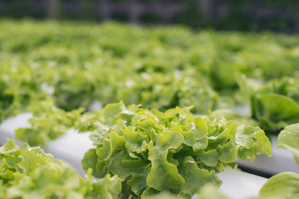 Salad farm vegetable green oak lettuce. Close up fresh organic hydroponic vegetable plantation produce green salad hydroponic cultivate farm. Green oak lettuce salad in green Organic plantation Farm - 写真・画像