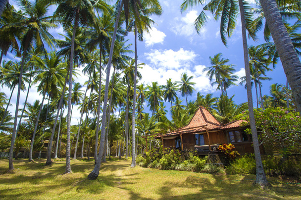 Tropical palms. - Foto, Bild