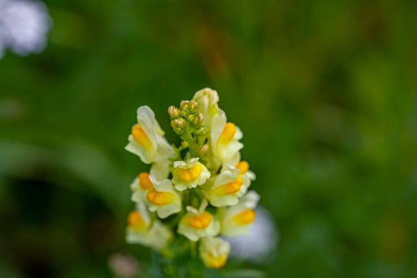 Linaria vulgaris flower growing in mountains - Foto, imagen