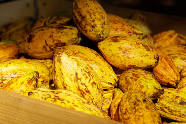 Kakaobohnen und Kakaoschote auf einer Holzoberfläche. - Foto, Bild