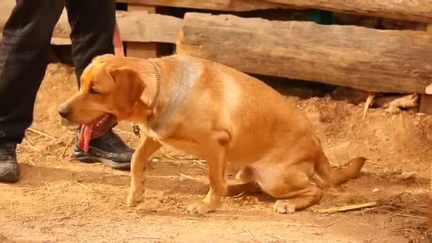 Kırsal bölgedeki Sokak Köpeği - Video, Çekim