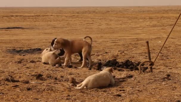 Straßenhund im ländlichen Raum - Filmmaterial, Video