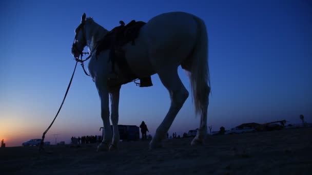 Pferd in der wüste rajasthan indien - Filmmaterial, Video