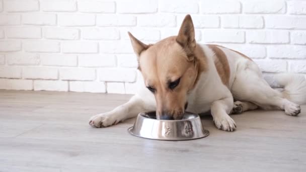 Carino cane di razza mista mangiare dalla ciotola a casa sdraiato sul pavimento, sfondo muro di mattoni bianchi - Filmati, video