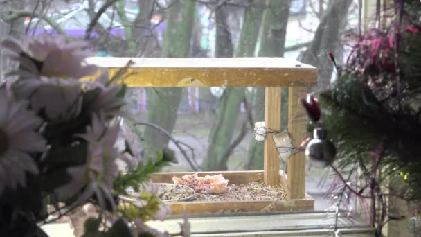 Ptak titmouse jedzenie żywności wystawa w żłobie - Materiał filmowy, wideo