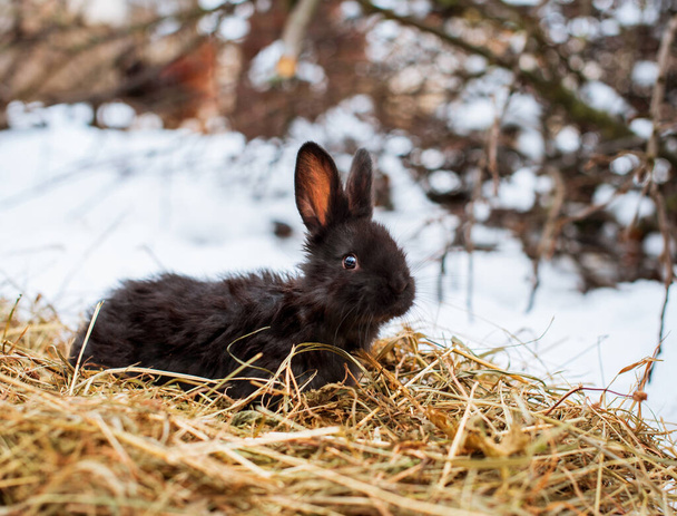 A small and cute black rabbit is standing on dry grass. He stands sideways and looks away. It is winter and cold, it is against the background of snow. The photo is blurred. High quality photo - Photo, Image