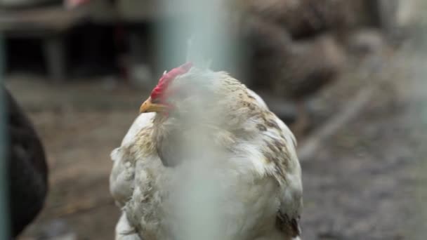 An old Faverolle chicken stands close-up behind a fence, smooth camera movement. High quality FullHD footage - 映像、動画