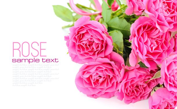 Pink roses on white background - Foto, Imagem