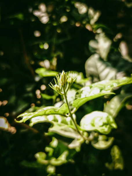 Closeup Portrait Of A Plant Covered With Spider Web - Foto, Imagem