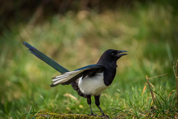 common magpie in the meadow in nature - Foto, imagen