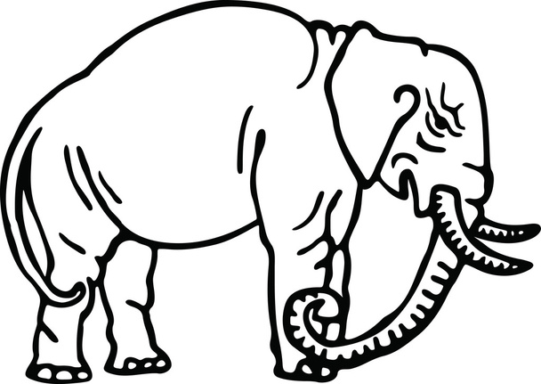 Dibujo de un elefante salvaje
 - Vector, imagen