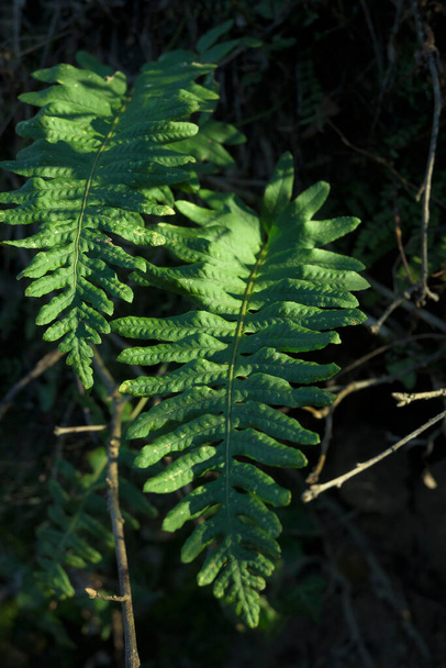 Helecho verde Filicopsida en retrato en bosque con zonas soleadas - Foto, Imagen