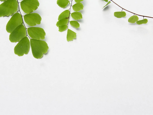 green leaf frame on a white background in summer. top view. copy space for text. flat lay - Photo, Image