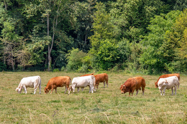 Taureau de race limousine et vaches de race charolaise dans le champ  - Photo, Image