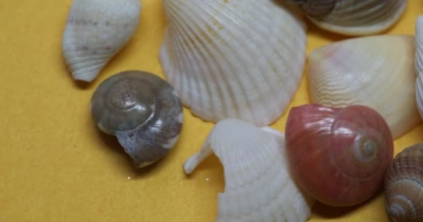 Κοχύλια και θαλάσσια σαλιγκάρια στην αμμώδη παραλία - Πλάνα, βίντεο